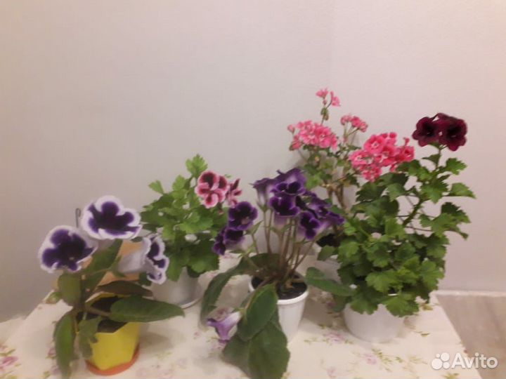 Комнатные растения цветы