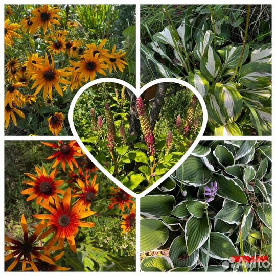 Садовые цветы многолетники