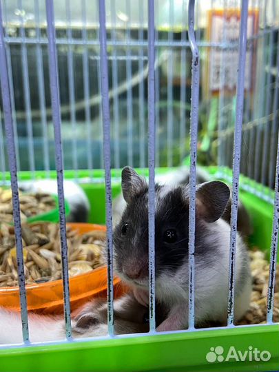 Сирийский хомяк малыш