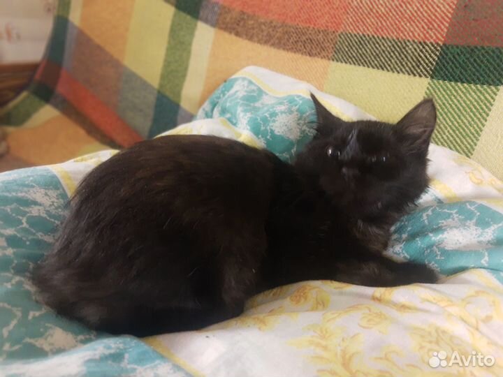 Милые котята в добрые руки