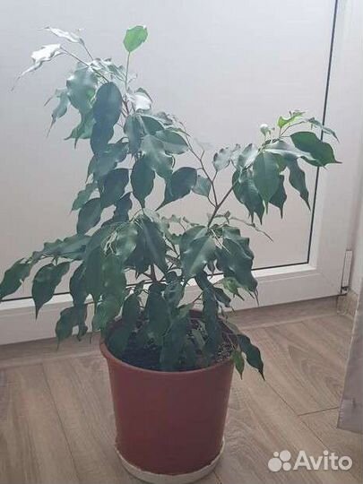 Фикус бенджамина