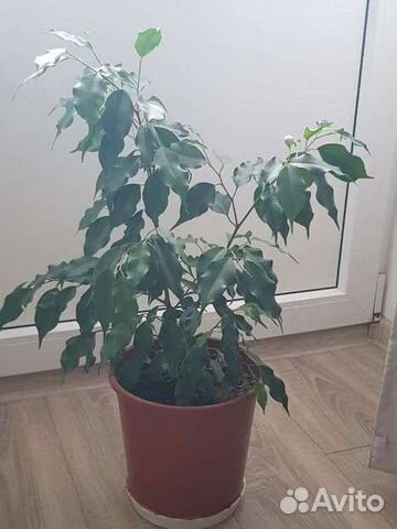 Фикус бенджамина