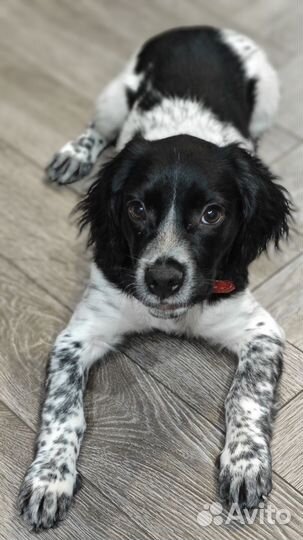 Щенок русского спаниеля, девочка