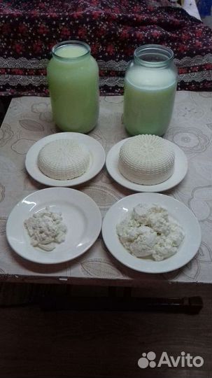 Молоко овечье, молоко козье, молоко для сыра