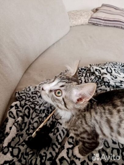 Котенок в добрые руки