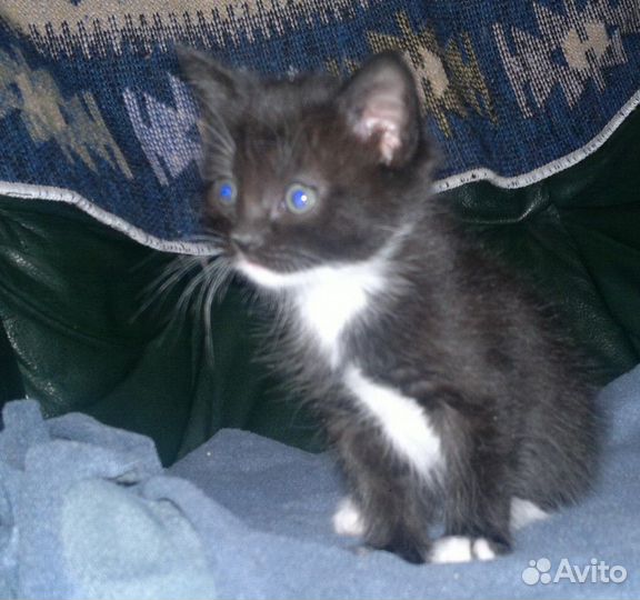 Кнопка- маленькая черная девочка 2 мес в дар