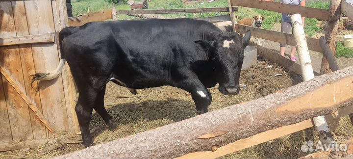 Продам быка