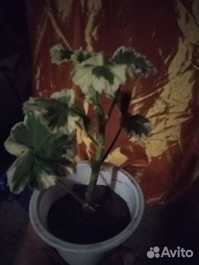 Пеларгония Madamе Salleron’