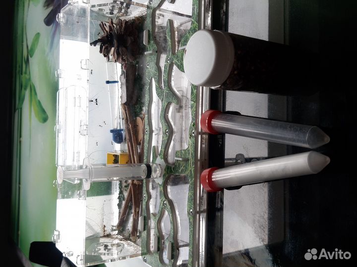 Формикарий муравьиная ферма