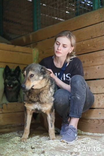 Собака из приюта в добрые руки