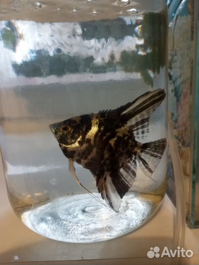 Рыбка скалярия