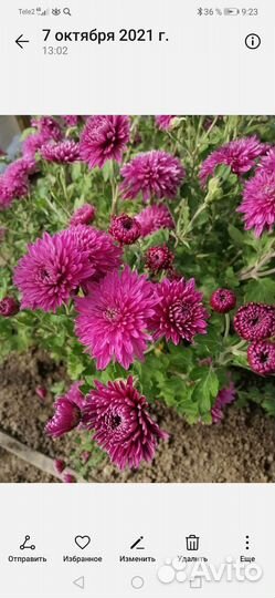 Хризантема кустовая