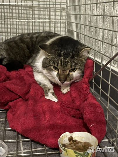 Толстый котик