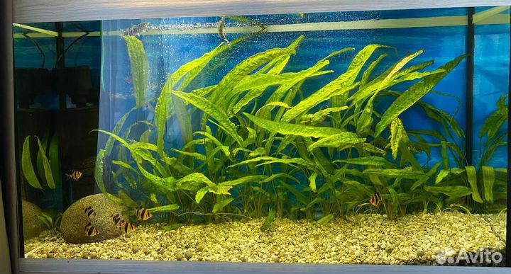 Аквариум с тумбой 150 литров