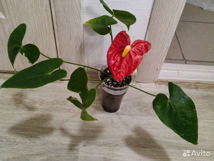 Антуриум Эдисон