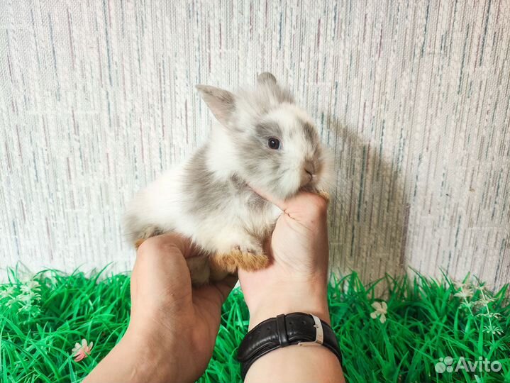 Мини карликовый кролик