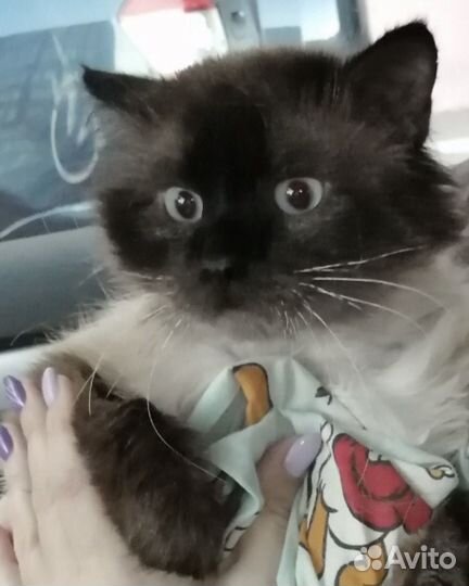 Отдам кота в добрые руки