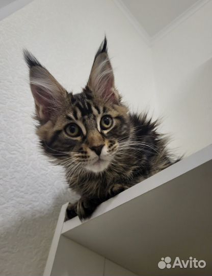 Мейн-кун котёнок готов к переезду