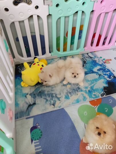 Померанский шпиц