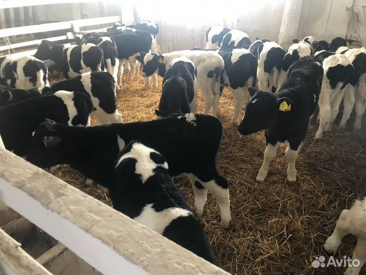 Бычки и телята