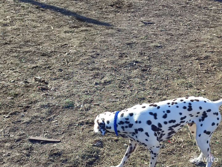 Далматинец