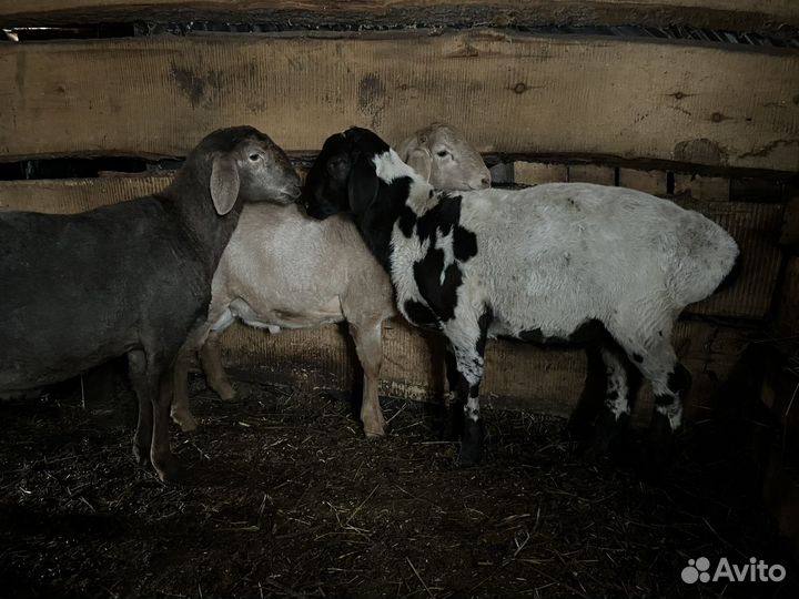 Курдючные бараны