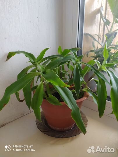 Цветок золотой ус