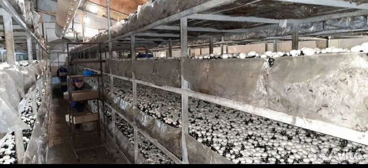 Грибные блоки Шампиньоны