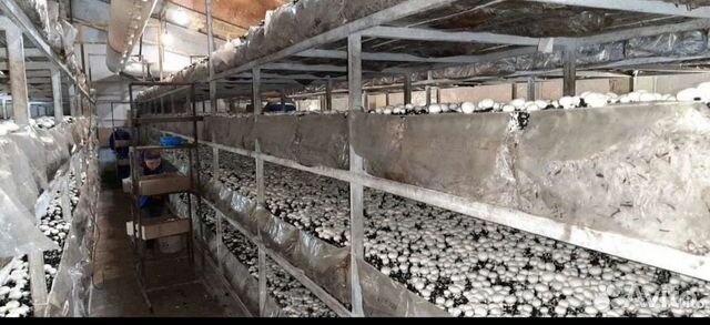 Грибные блоки Шампиньоны