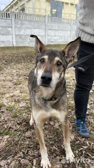 Милейший пес Гек из приюта