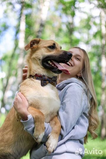 Рыжий пёсик из приюта