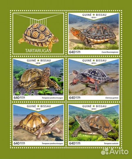 Гвинея-Биссау, 2018. (gb18603) Морская фауна, чере