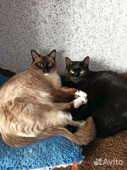 Сиамский кот