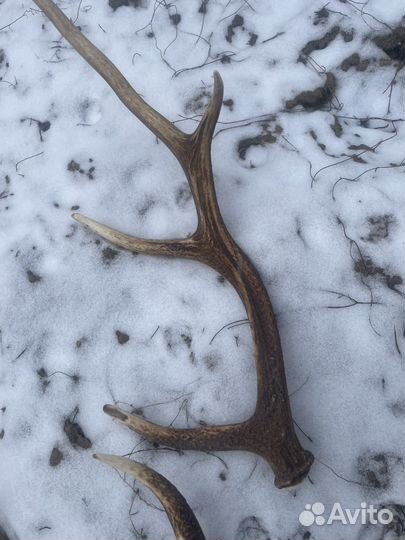 Рога косули