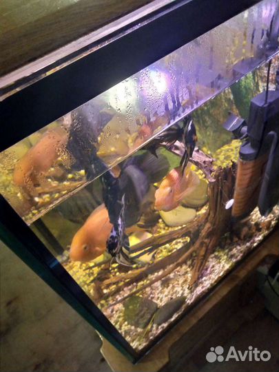 Аквариум