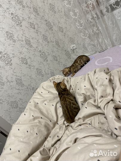 Бенгальские котята