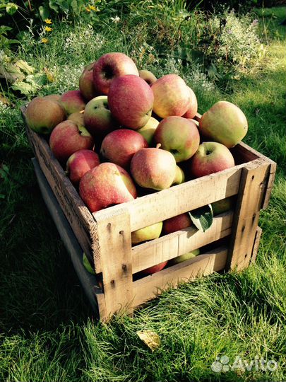 Разнорабочие на сбор яблок(вахта) 15смен