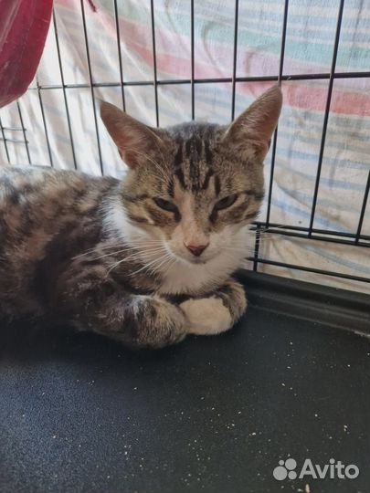 Картинный кот из Владимировки