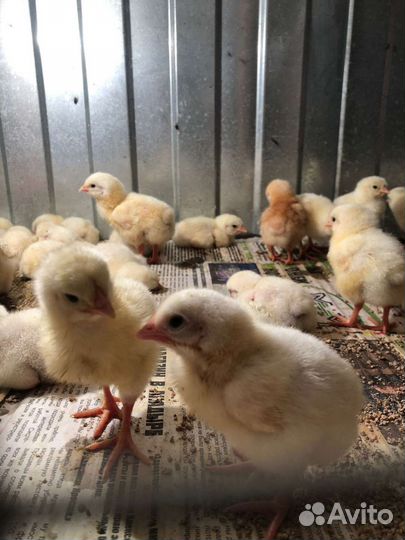 Цыплята