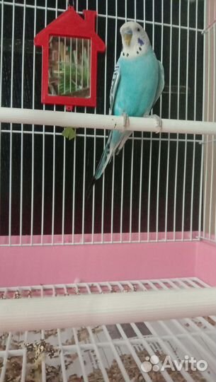 Волнистый попугай