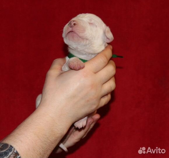 Аргентинский дог щенки д.р.25/06