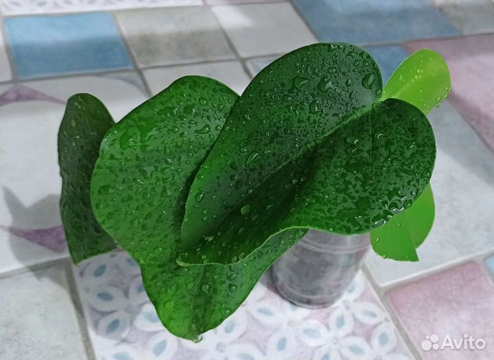 Монстера Крупные комнатные растения