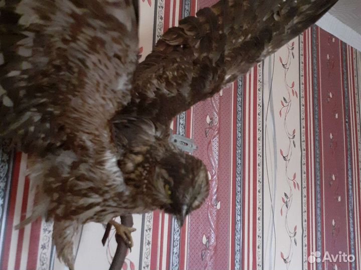 Чучело птиц