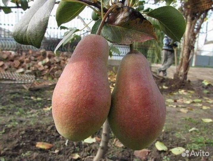 Саженцы груши Яковлевская