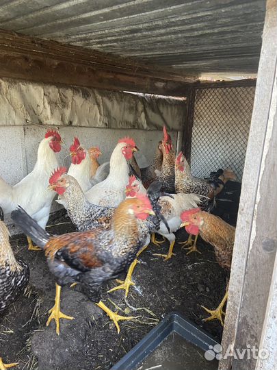 Куры петухи