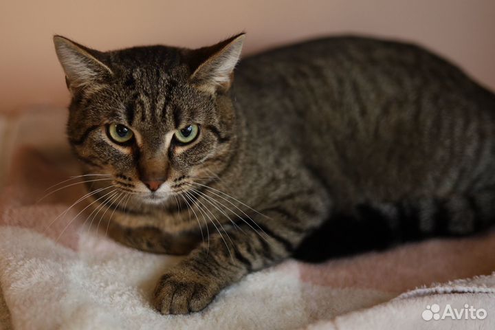 Полосатый котик Тигруля ищет дом