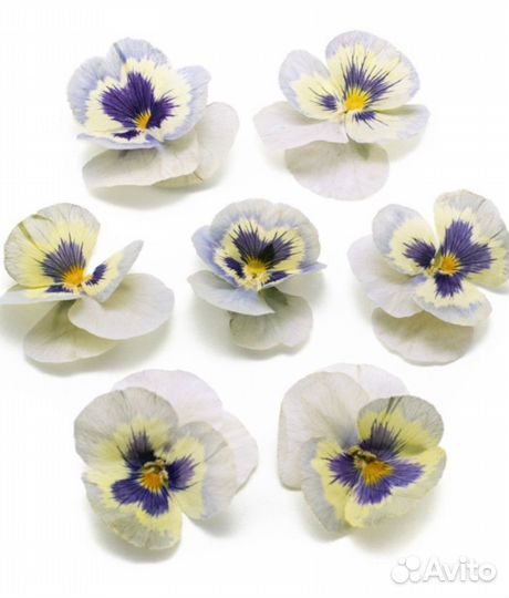 Виола обезвоженная Ice tale Ледяная сказка (день)