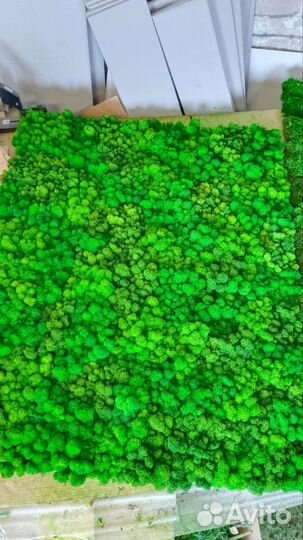 Мох стабилизированный оптом и в розницу