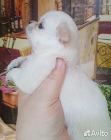 Не обыкновенные чихуа с дткументами