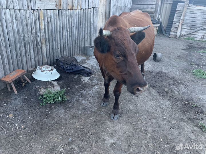 Продам корову дойную
